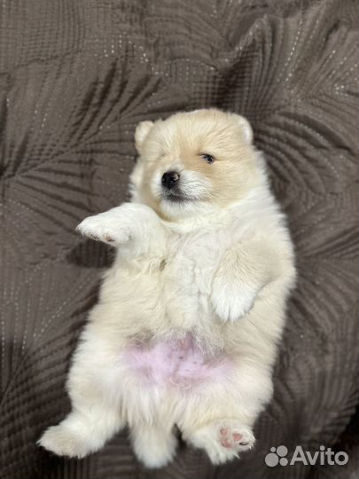 Щенки шпица