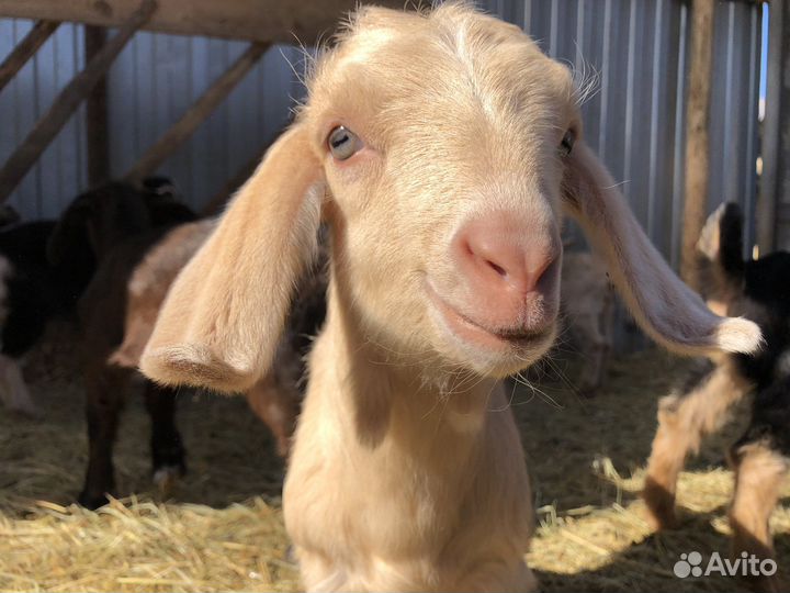 Козлята процентные от ч/п козла Шами