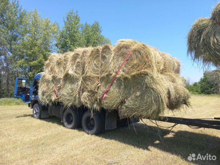 Продам сено первого укоса