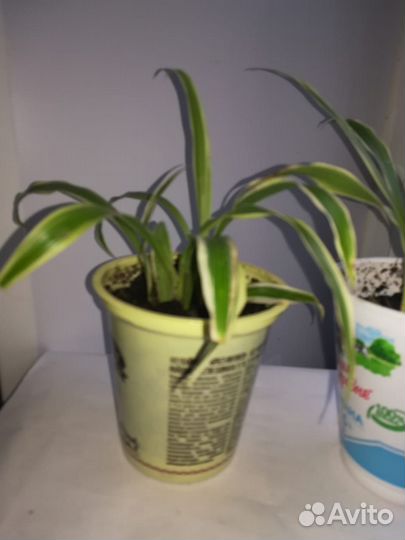 Хлорофитум