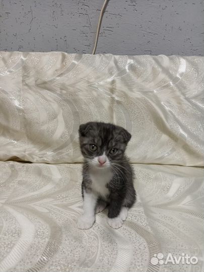 Кошка в дар бесплатно
