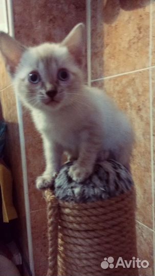 Бенгальские котята