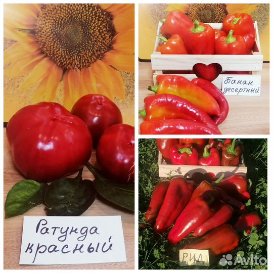 Семена сортовых перцев