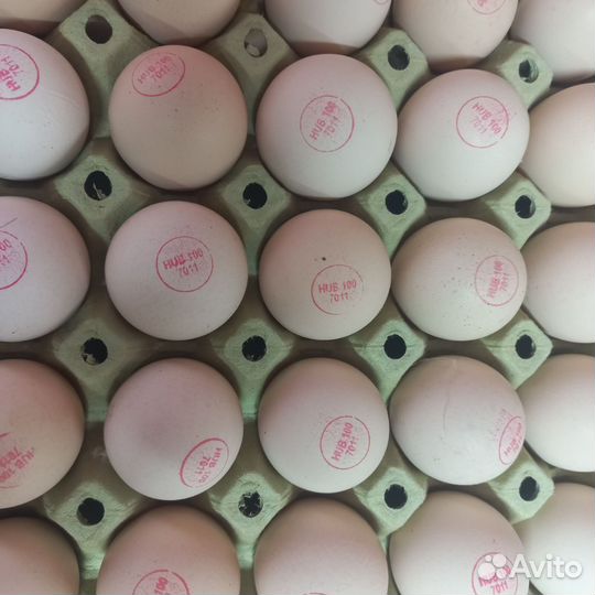 Куры бройлеры