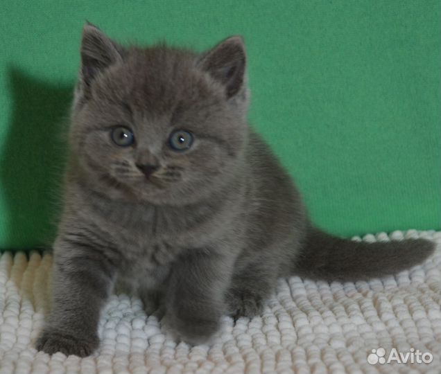 Голубая британочка