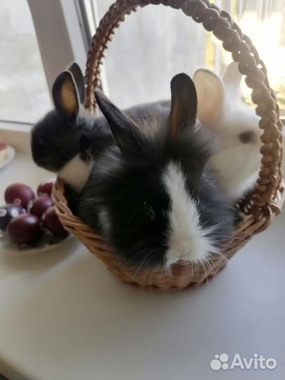 Декоративные кролики