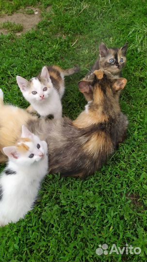 Отдам котят (кошечки)