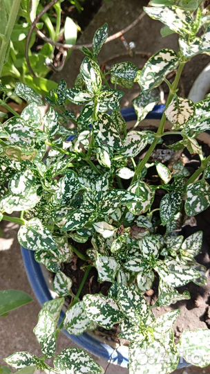 Комнатные растения