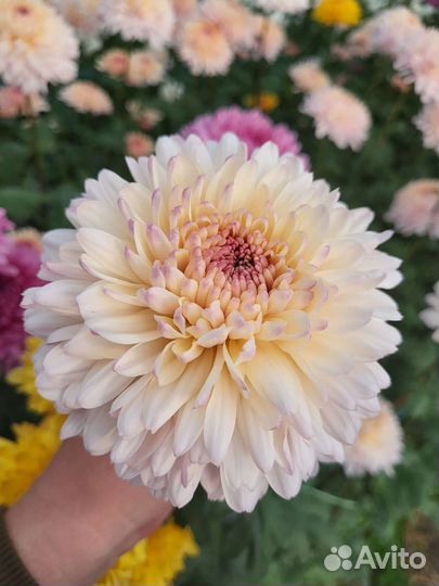 Корни хризантемы