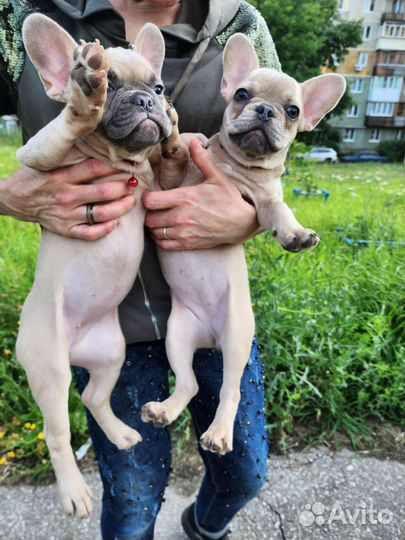 Шикарные детки французики