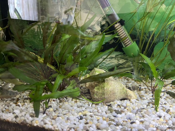 Аквариум с рыбками
