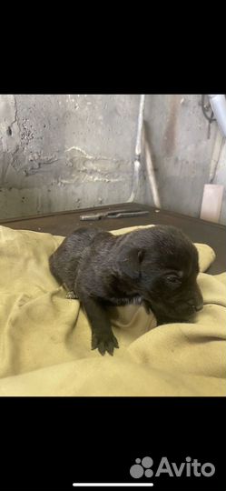 Щенки лабрадора