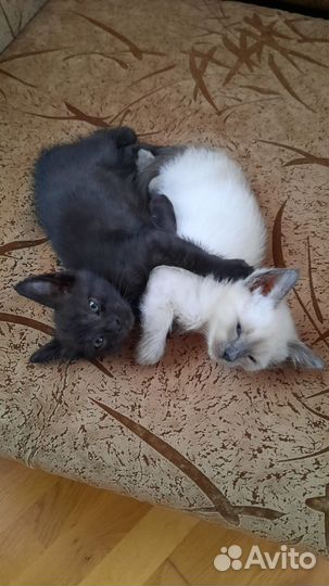 Сиамские котики