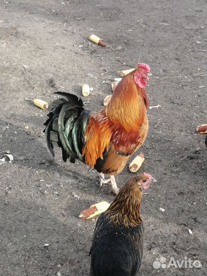 Петухи