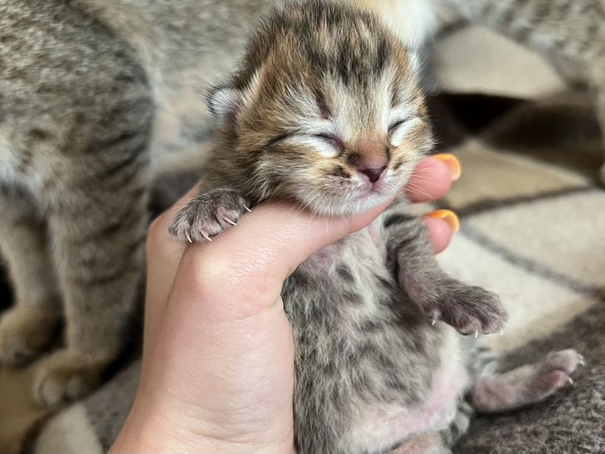 Котята отдам бесплатно