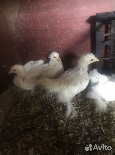 Цыплята карликового кохинхина