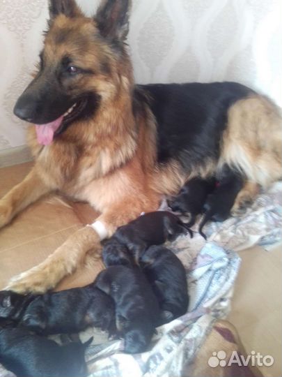 Немецкая овчарка