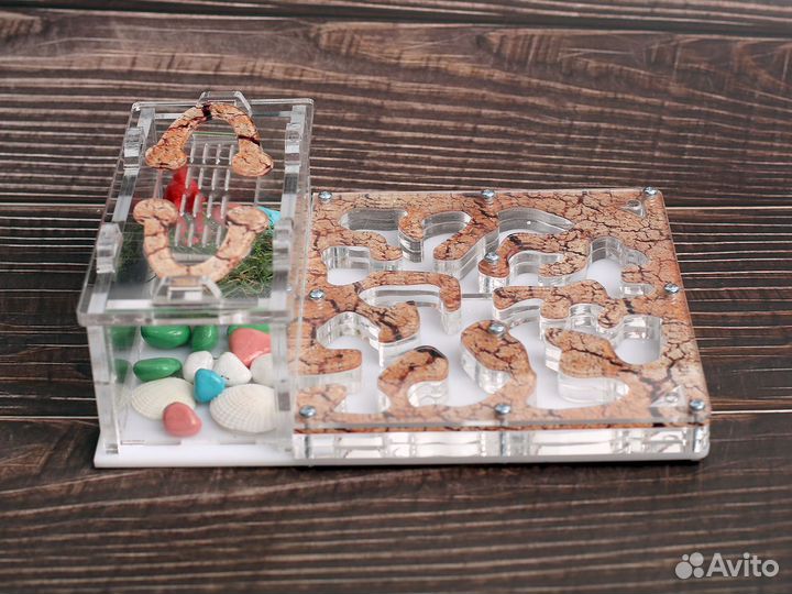 Муравьиная ферма с муравьями в Иваново