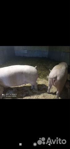 Свиноматки