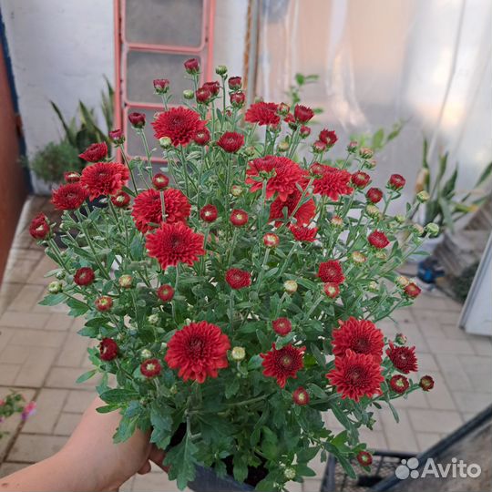 Искусственные цветы