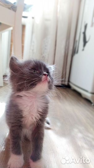 Котята в дар