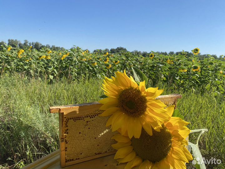 Мёд разнотравье и подсолнечник оптом и в розницу