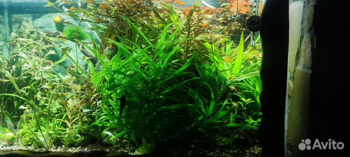 Аквариумные растения