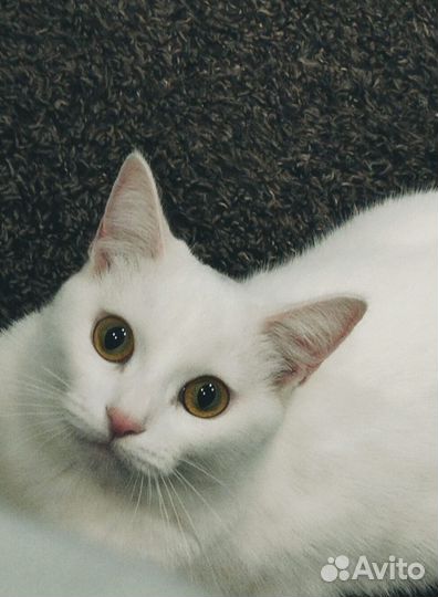 Кошка в добрые руки бесплатно