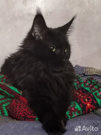 Котята мэйн кун