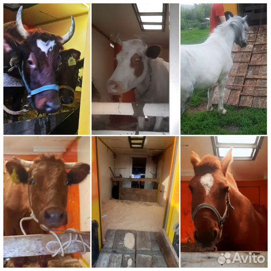 Перевозка животных