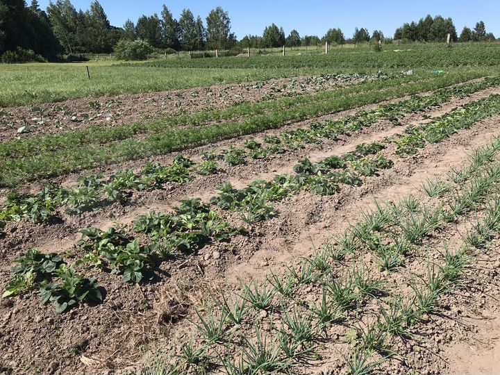 Дом 35 м² на участке 30 сот.