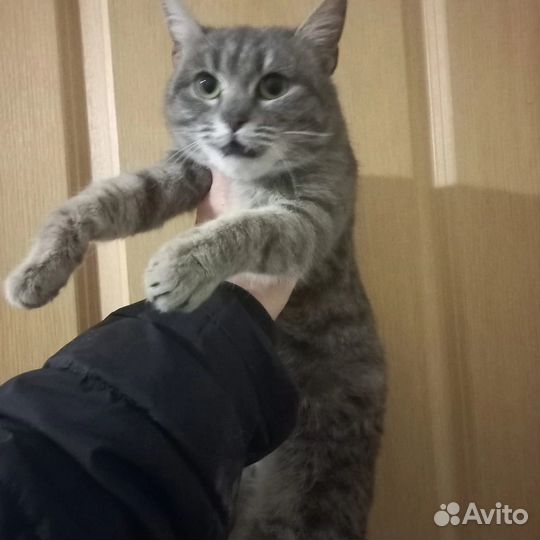 Маргоше нужен дом