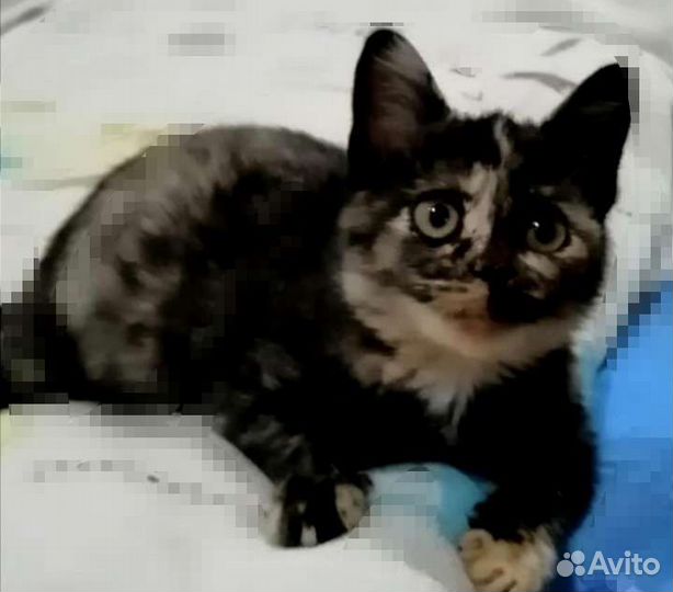 Молодая Кошечка