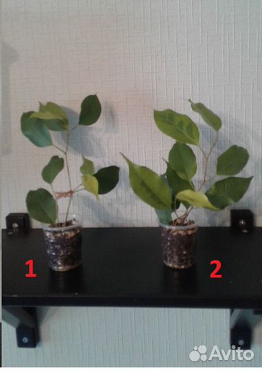 Фикус Бенджамина Реджинальд