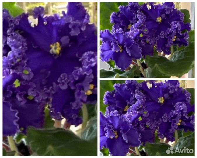 Фиалка солнышко