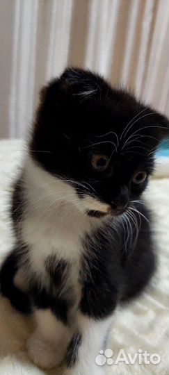 Шотландская вислоухая в добрые руки