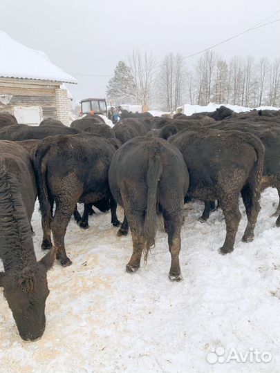 Коровы Angus и овцы и бараны Эдельбай