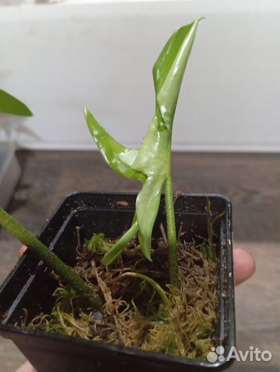 Филодендрон