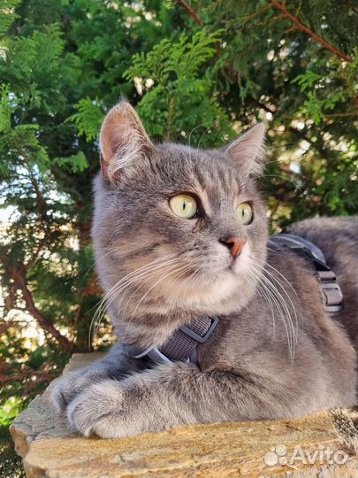 Кот ищет дом