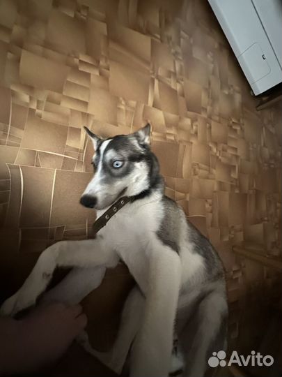 Хаска