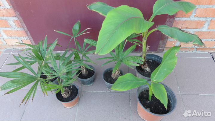 Пальмы морозостойкие веерные и банановые