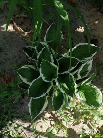 Хосты, комнатные цветы, архидея