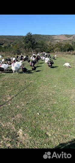 Индюшка, индейка