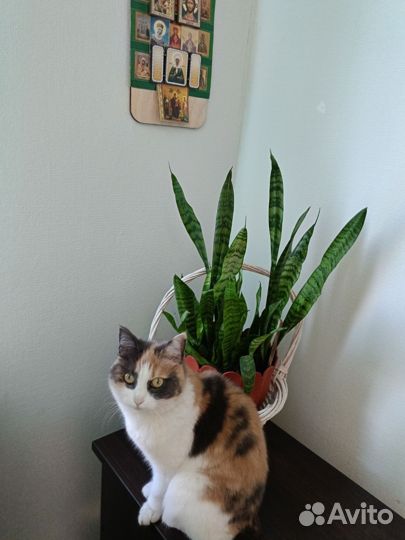 Кошечка эгейская