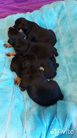 Щенки ягдтерьера