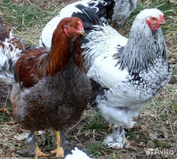 Куры молодки, подрощенные цыплята