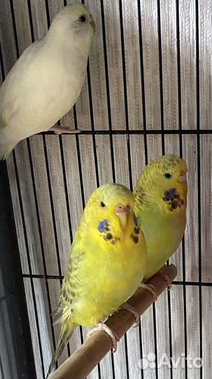 Чехи выставочные волнистые попугаи девочки