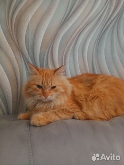 Мейн-кун помесь