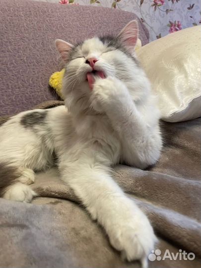 Найдена кошка