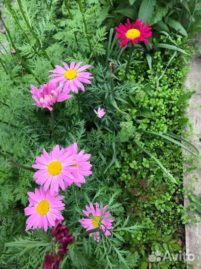 Персидская ромашка